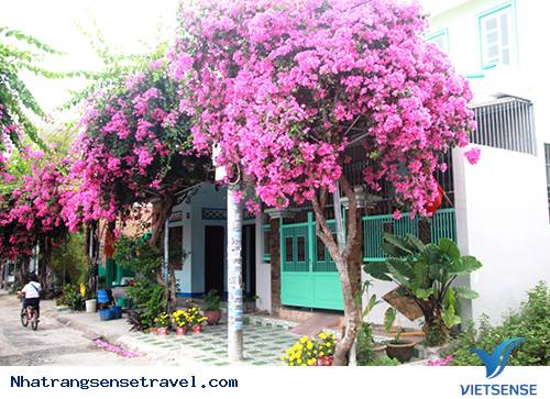 Giới thiệu chung về con đường hoa lãng mạn - Ảnh 2 Giới thiệu chung về con đường hoa lãng mạn - Ảnh 2