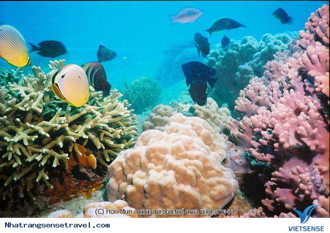 Đi Bộ Dưới Đáy Biển Nha Trang