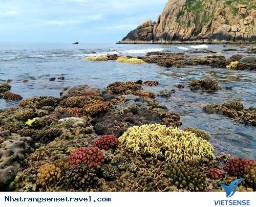 Có gì ở đảo Bình Ba? - Ảnh 3 Có gì ở đảo Bình Ba? - Ảnh 3