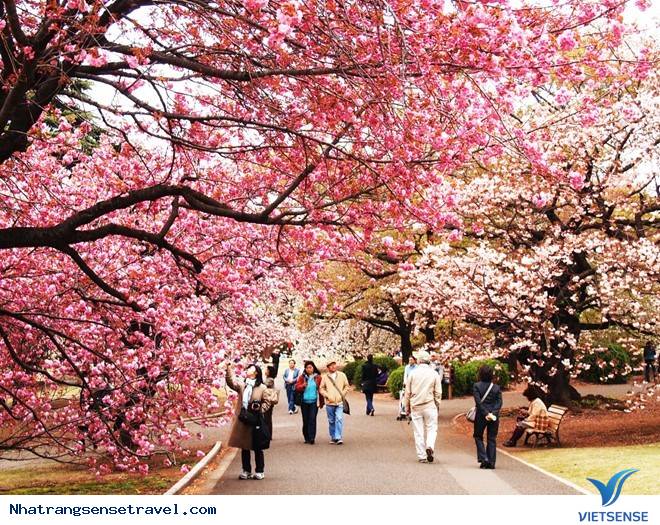 khách thăm quan Đến Đà Nẵng Ngắm Nhìn Đường Hoa Anh Đào Miễn Phí - Ảnh 1 khách thăm quan Đến Đà Nẵng Ngắm Nhìn Đường Hoa Anh Đào Miễn Phí - Ảnh 1
