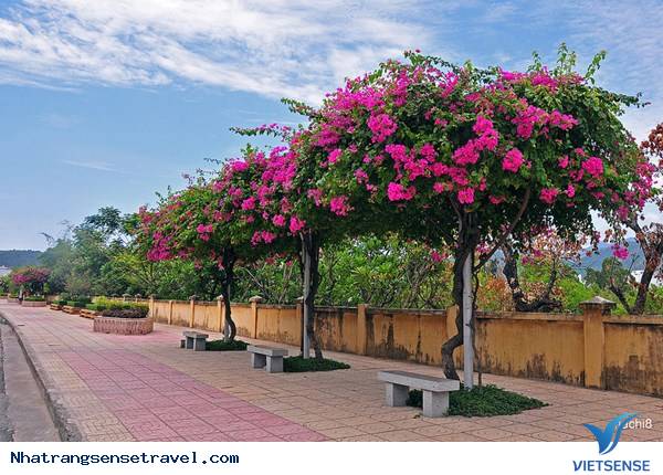 khách thăm quan mê mẩn thành phố hoa giấy Nha Trang - Ảnh 3 khách thăm quan mê mẩn thành phố hoa giấy Nha Trang - Ảnh 3