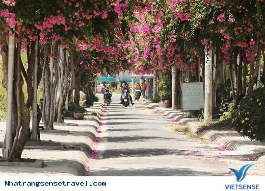 khách thăm quan mê mẩn thành phố hoa giấy Nha Trang - Ảnh 6 khách thăm quan mê mẩn thành phố hoa giấy Nha Trang - Ảnh 6