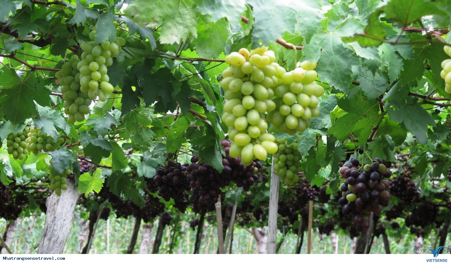 Hành Trình 3 ngày 3 đêm: Sài Gòn – Nha Trang – Sài Gòn - Ảnh 3