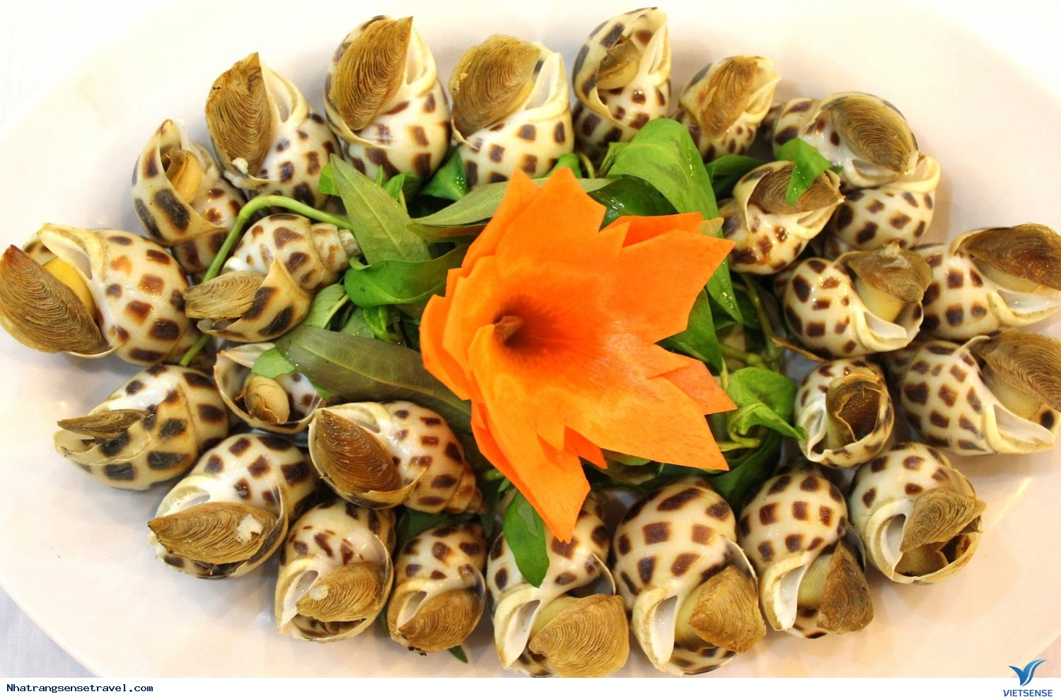 ốc hương cam ranh ốc hương cam ranh