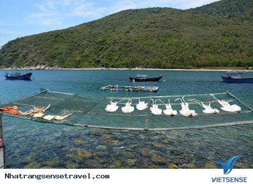 hành trình Nha Trang Thăm Làng Chài Bích Đầm - Ảnh 2 hành trình Nha Trang Thăm Làng Chài Bích Đầm - Ảnh 2