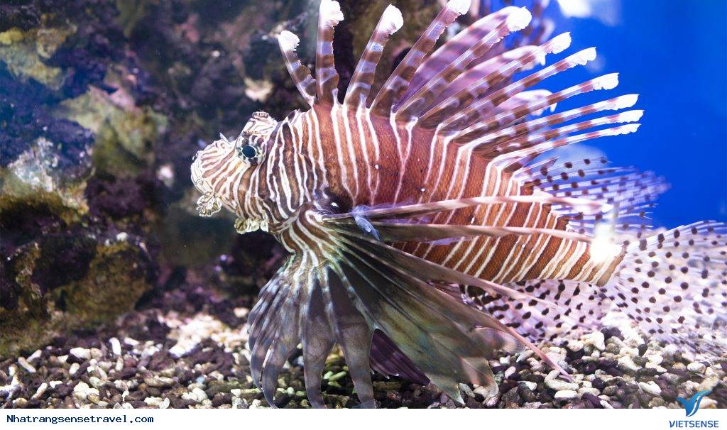 GIỚI THIỆU BẢO TÀNG HẢI DƯƠNG HỌC (MUSEUM OF OCEANOGRAPHY) - Ảnh 1 GIỚI THIỆU BẢO TÀNG HẢI DƯƠNG HỌC (MUSEUM OF OCEANOGRAPHY) - Ảnh 1