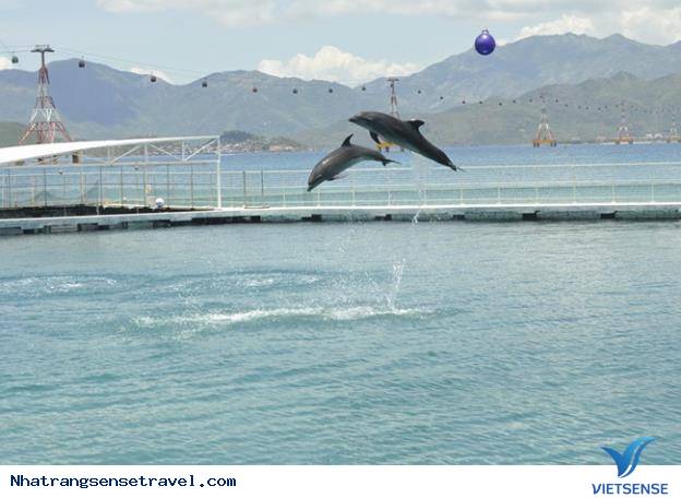 15h30 – 16h00: Trình diễn cá heo