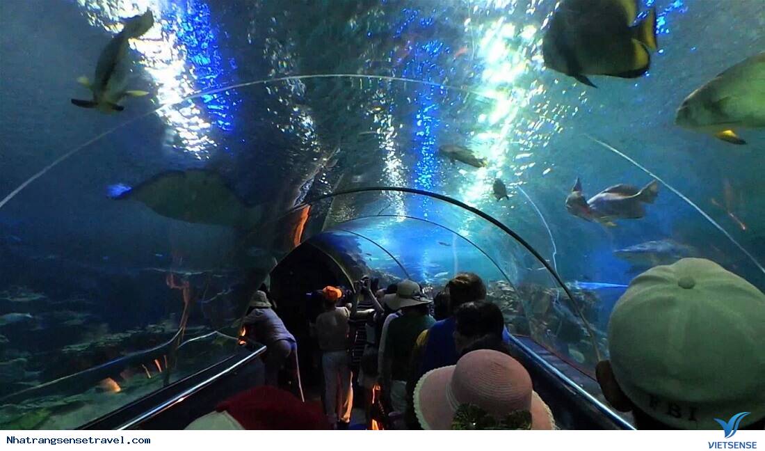 Hệ thống hồ cá trong nhà