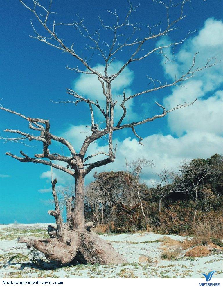 Hoạt động trải nghiệm tại hòn Cau Côn Đảo - Ảnh 2