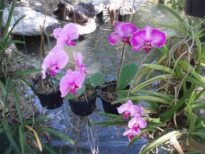 khu thăm quan sinh thái Suối Hoa Lan - Ảnh 4