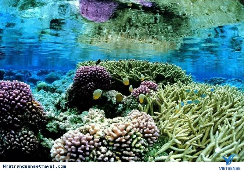 Kinh Nghiệm Cho chuyến đi Khám Phá Vịnh Vĩnh Hy - Ảnh 4