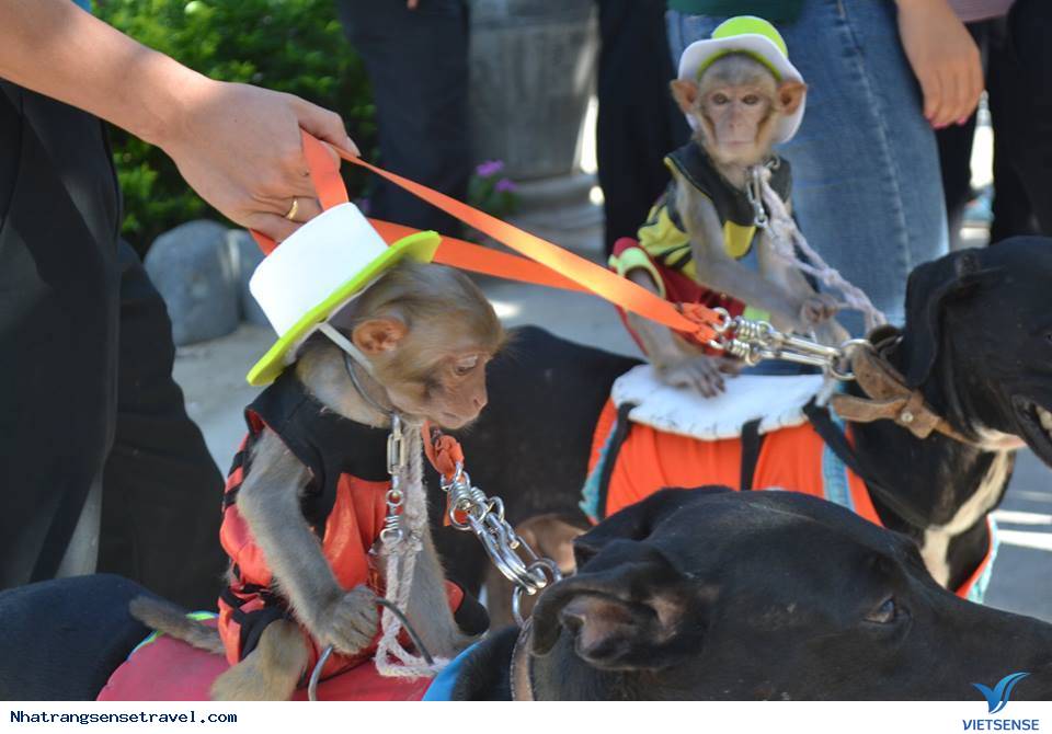 Lễ Hội Khỉ - Monkey Festival 2016 Trên Đảo Khỉ Nha Trang - Ảnh 2 Lễ Hội Khỉ - Monkey Festival 2016 Trên Đảo Khỉ Nha Trang - Ảnh 2