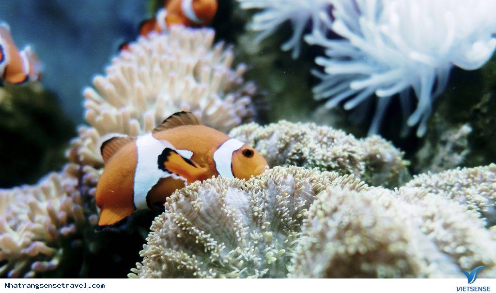 Lịch sử hình thành và vị trí của Bảo tàng Hải dương học Việt Nam Lịch sử hình thành và vị trí của Bảo tàng Hải dương học Việt Nam