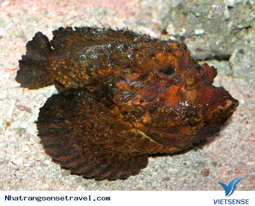 Món Ngon Từ Những Loài Cá Kỳ Lạ Ở Nha Trang - Ảnh 3