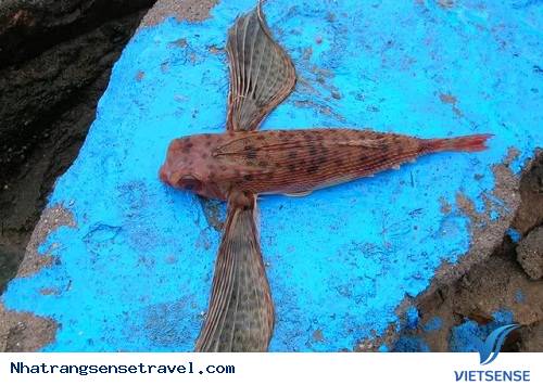 Món Ngon Từ Những Loài Cá Kỳ Lạ Ở Nha Trang - Ảnh 1