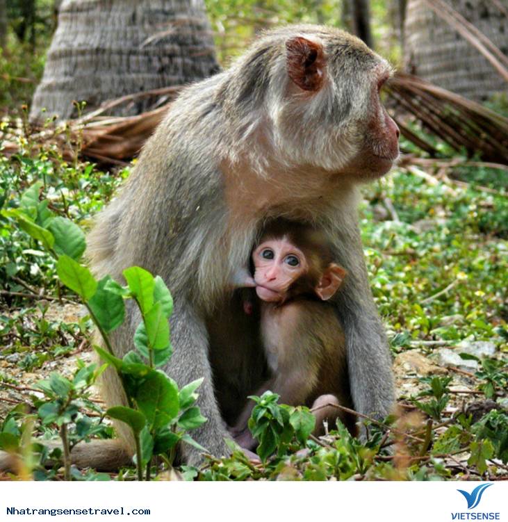 Một Ngày Sống Khác Trên Hoa Qua Sơn Phiên Bản Nha Trang - Ảnh 12 Một Ngày Sống Khác Trên Hoa Qua Sơn Phiên Bản Nha Trang - Ảnh 12