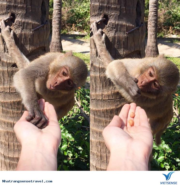 Một Ngày Sống Khác Trên Hoa Qua Sơn Phiên Bản Nha Trang - Ảnh 3 Một Ngày Sống Khác Trên Hoa Qua Sơn Phiên Bản Nha Trang - Ảnh 3