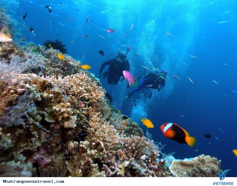 Ngắm nhìn rạn san hô tuyệt đẹp