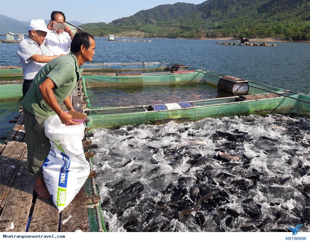 Nha Trang: phát triển khu nuôi trồng thủy sản làm hành trình - Ảnh 3 Nha Trang: phát triển khu nuôi trồng thủy sản làm hành trình - Ảnh 3