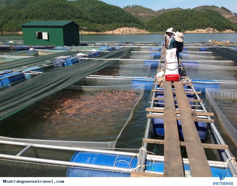Nha Trang: phát triển khu nuôi trồng thủy sản làm hành trình - Ảnh 1 Nha Trang: phát triển khu nuôi trồng thủy sản làm hành trình - Ảnh 1