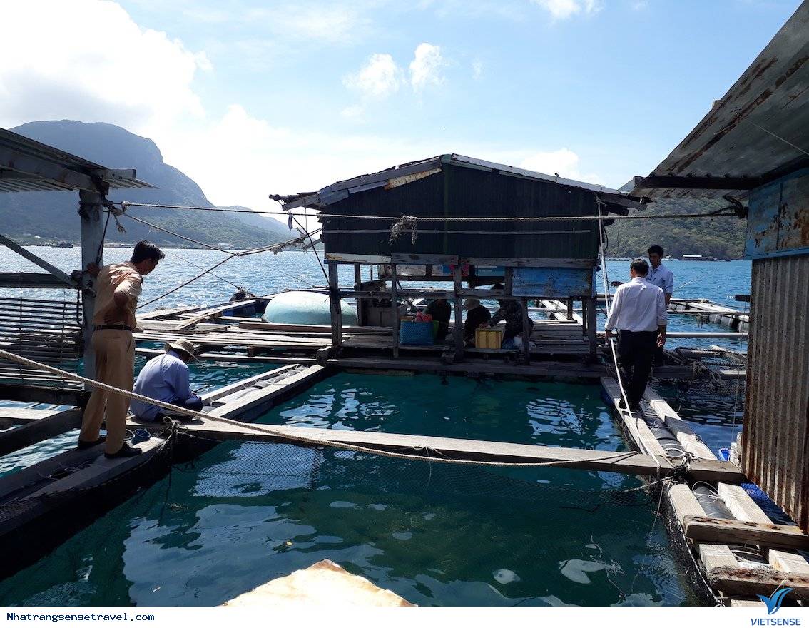 Nha Trang: phát triển khu nuôi trồng thủy sản làm hành trình - Ảnh 2 Nha Trang: phát triển khu nuôi trồng thủy sản làm hành trình - Ảnh 2