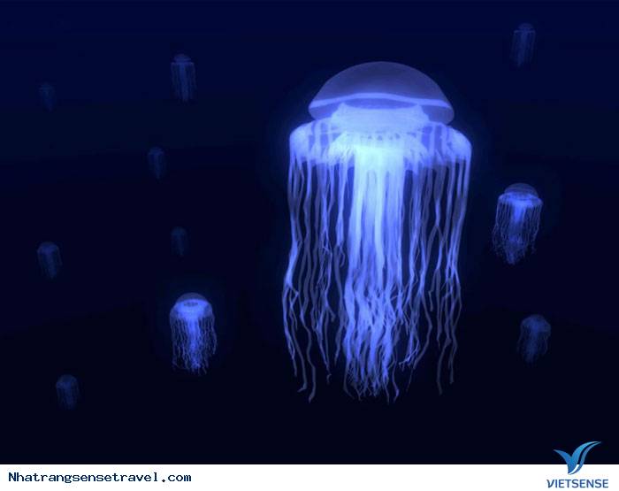 Sứa đọc ở Queensland Úc