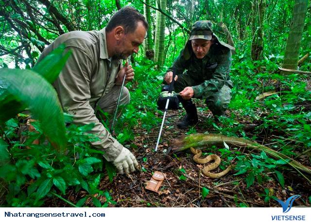 Đảo Rắn Sao Paolo Brazil