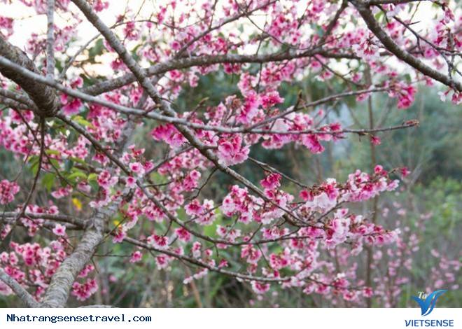 Những Điểm Đến hành trình Đừng Bỏ Lỡ Cho Tháng 3 An Lành - Ảnh 3