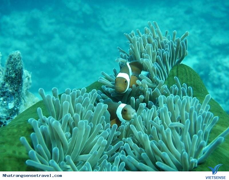 Cù Lao Chàm - Ảnh 2