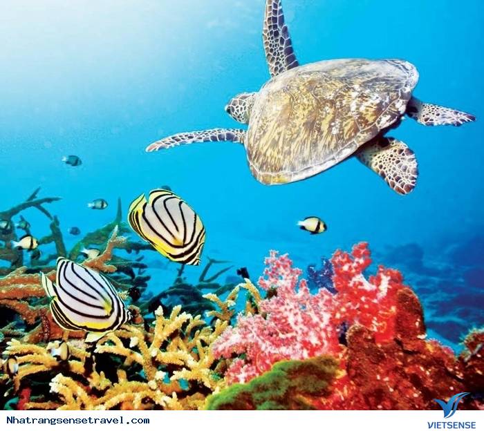 Phú Quốc (Kiên Giang) - Ảnh 2