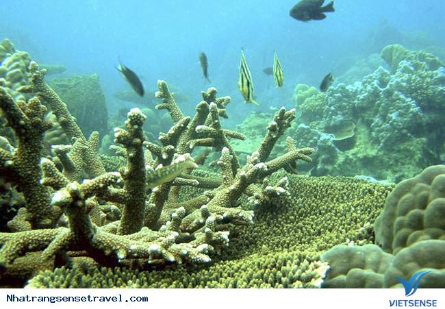 Vịnh Vĩnh Hy - Ảnh 2