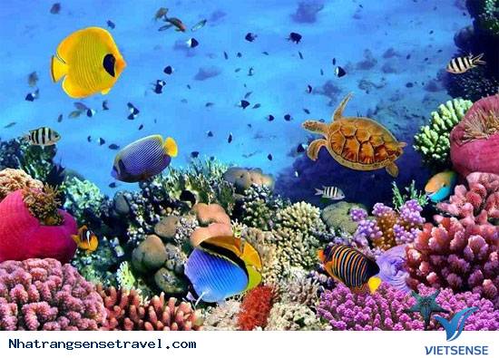 Những Điều Cần Lưu Ý Khi Lặn Biển Ngắm San Hô - Ảnh 1