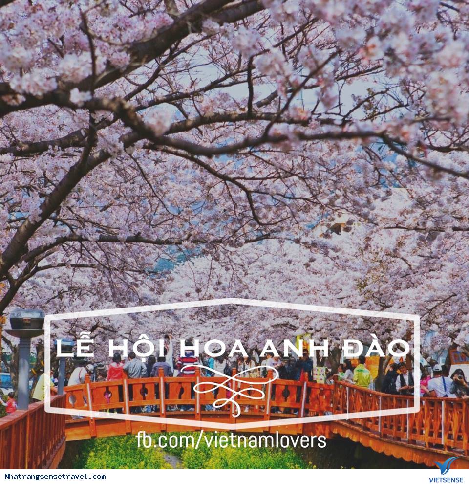 Lễ hội hoa anh đào tại Đà Nẵng Lễ hội hoa anh đào tại Đà Nẵng