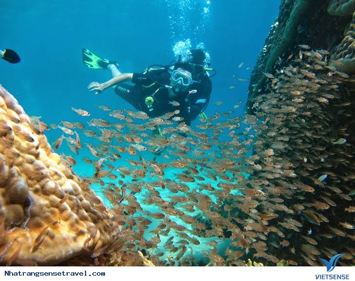 Kính lặn – kính bơi, nút nhét tai Kính lặn – kính bơi, nút nhét tai