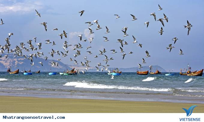ngắm hải âu trên biển nha trang