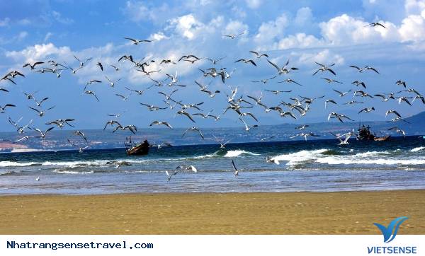 du lịch nha trang, ngắm chim hải âu