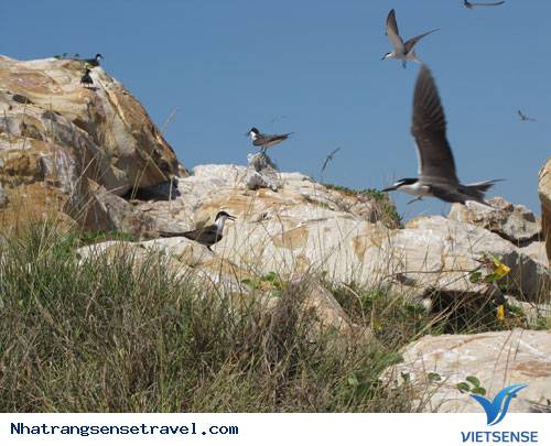 du lịch nha trang, ngắm chim biển hải âu