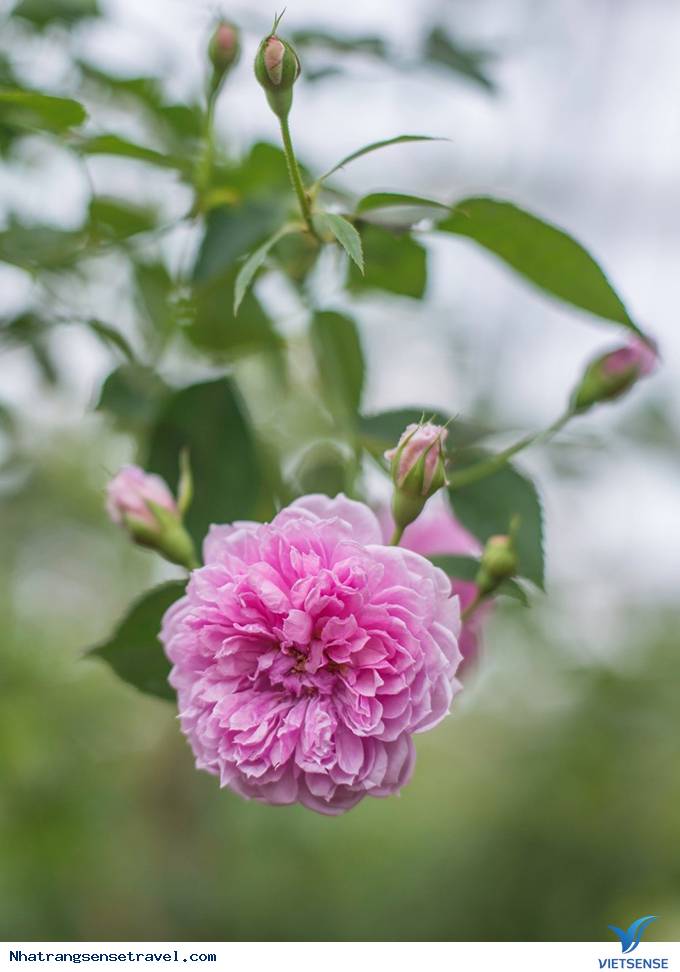 Say đắm hương sắc vườn hồng 999 đóa tại vườn yêu Vinpearl - Ảnh 4