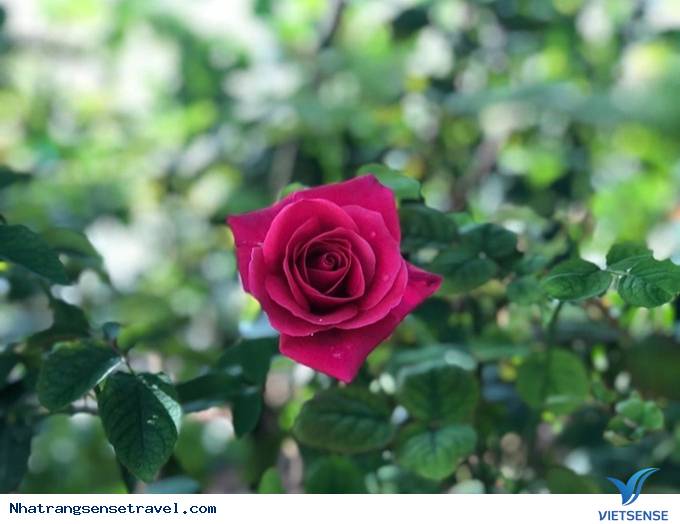 Say đắm hương sắc vườn hồng 999 đóa tại vườn yêu Vinpearl - Ảnh 6