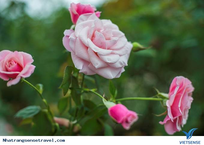 Say đắm hương sắc vườn hồng 999 đóa tại vườn yêu Vinpearl - Ảnh 2