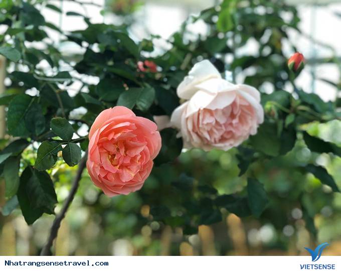 Say đắm hương sắc vườn hồng 999 đóa tại vườn yêu Vinpearl - Ảnh 1