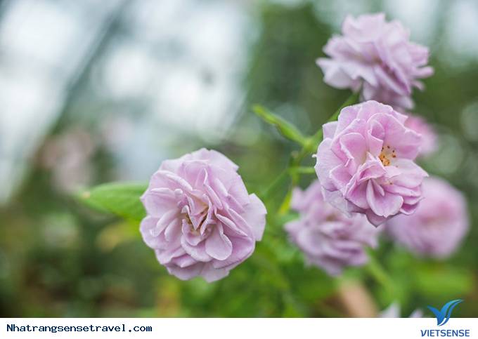 Say đắm hương sắc vườn hồng 999 đóa tại vườn yêu Vinpearl - Ảnh 7