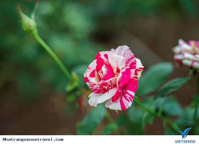 Say đắm hương sắc vườn hồng 999 đóa tại vườn yêu Vinpearl - Ảnh 3