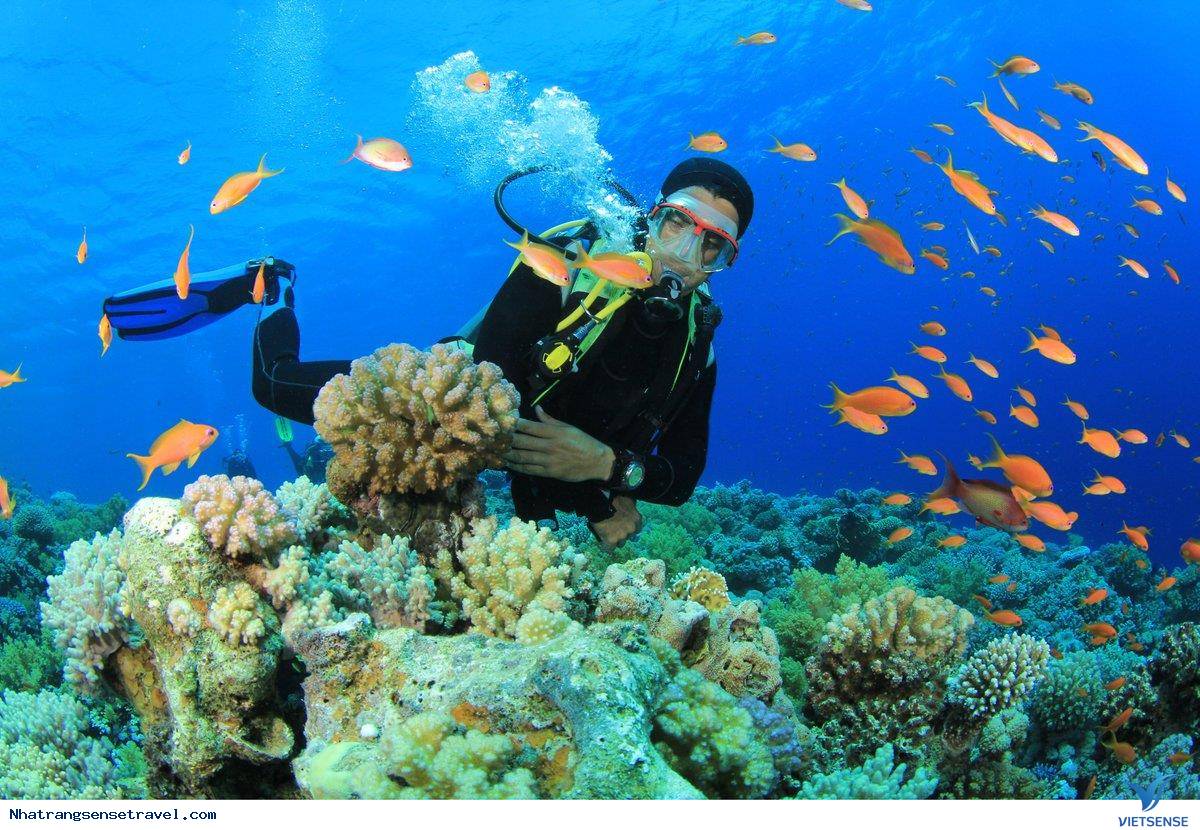 Tàu Đáy Kính Vịnh San Hô Nha Trang Tàu Đáy Kính Vịnh San Hô Nha Trang