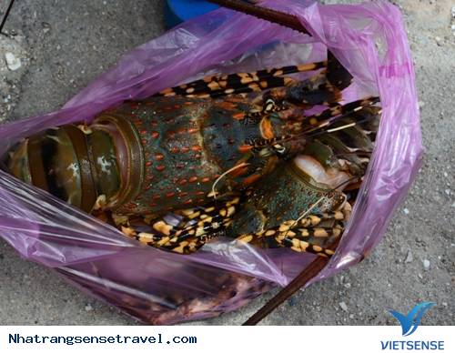 Tham Quan Đảo Tôm Hùm Bình Ba - Khánh Hòa - Ảnh 2