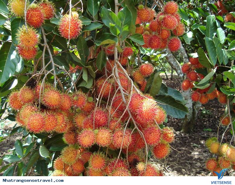 Tháng 7 Ghé Qua Miền Tây - Mùa Trái Cây Vào Hạ - Ảnh 2