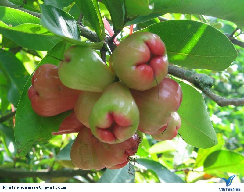 Tháng 7 Ghé Qua Miền Tây - Mùa Trái Cây Vào Hạ - Ảnh 4