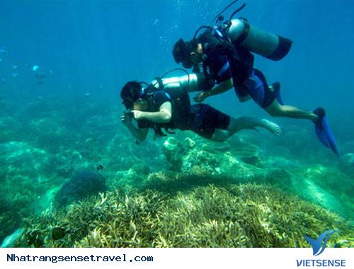 lặn biển nha trang lặn biển nha trang