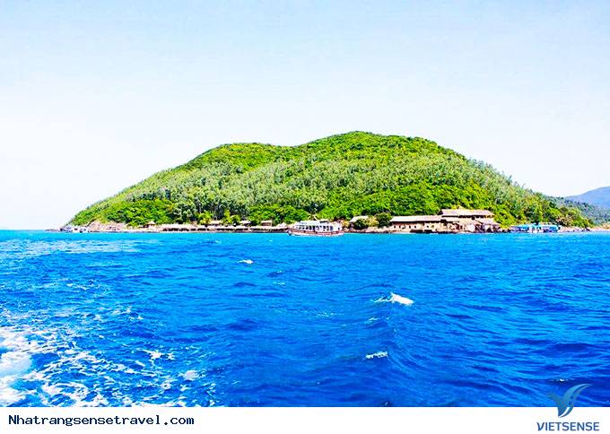 Thông tin về Con Sẻ Tre - Ảnh 1