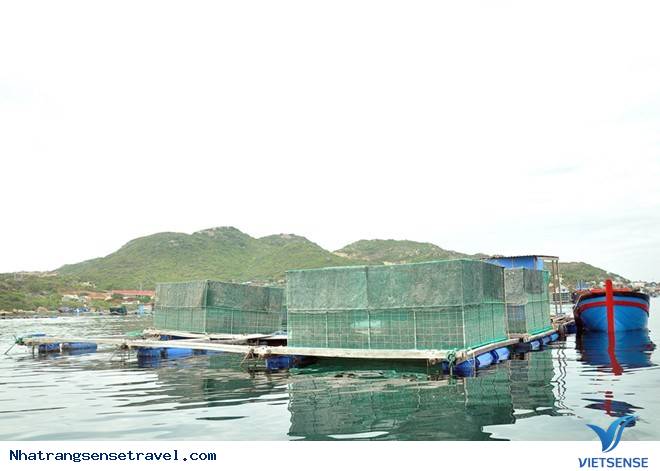 Tôm Hùm Bình Ba Nha Trang 2 - Ảnh 3